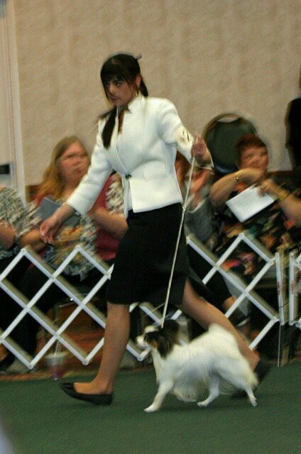 Gotti moving onto Winner's Dog at PCA National Specialty 2010