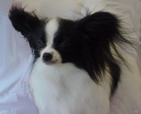 Carmen