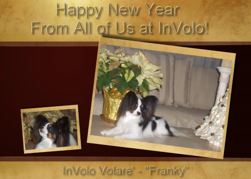 Frankie says Happy New Year!
