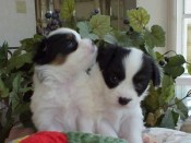 Tri puppies