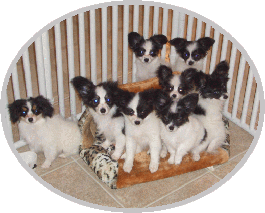 Group of InVolo Puppies