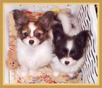 Puppy, puppy