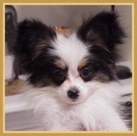 Pretty puppy