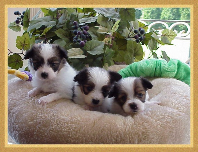 Red puppies