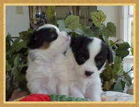 Tri puppies