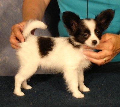 Friday as a puppy