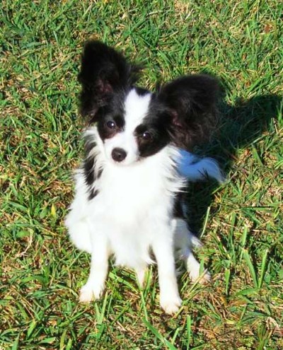 Friday as a puppy