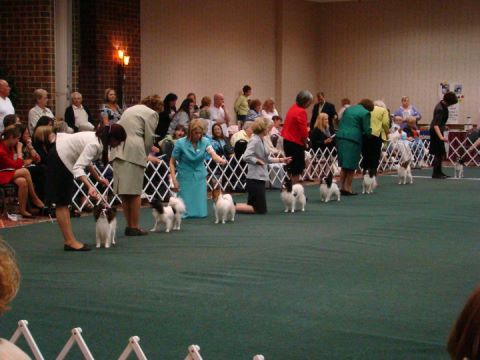 Winner's Dog Line-up