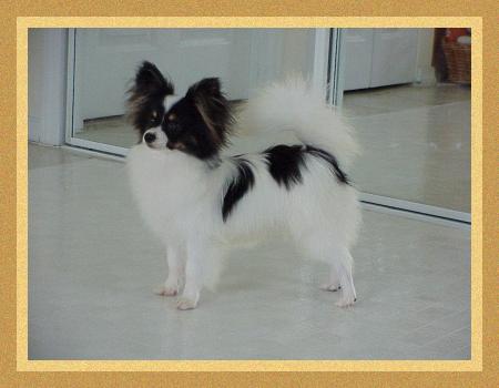 joseph as a puppy