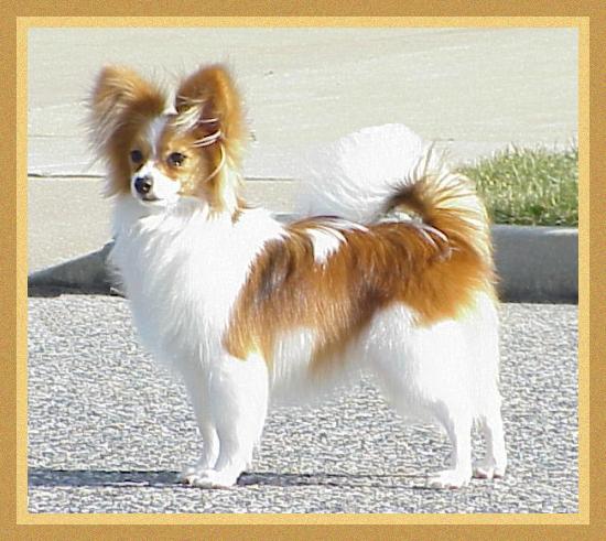 Nera Puppy