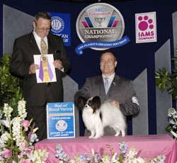 Oliver-AKC/Eukanuba Best of Breed