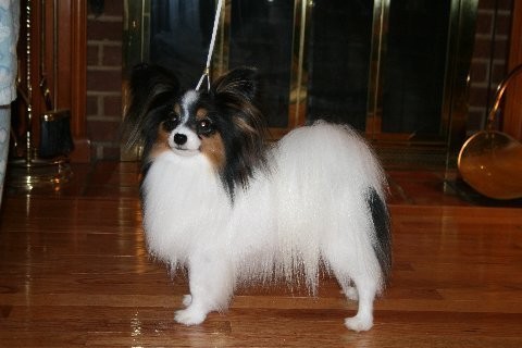 Paloma