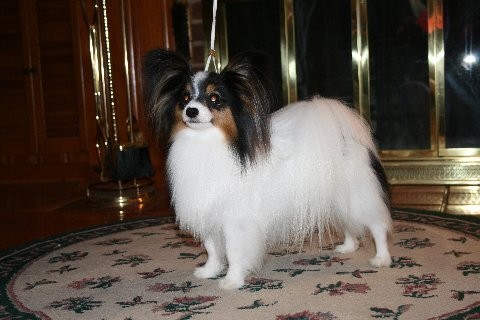 Paloma